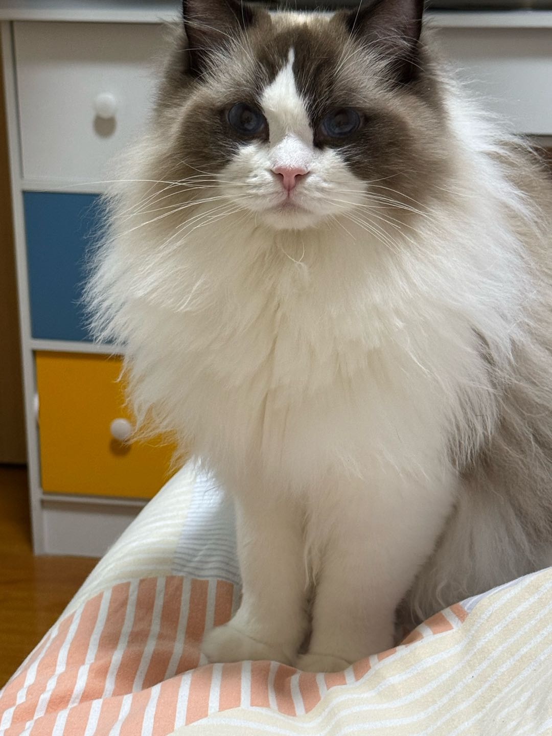 萌宠档案