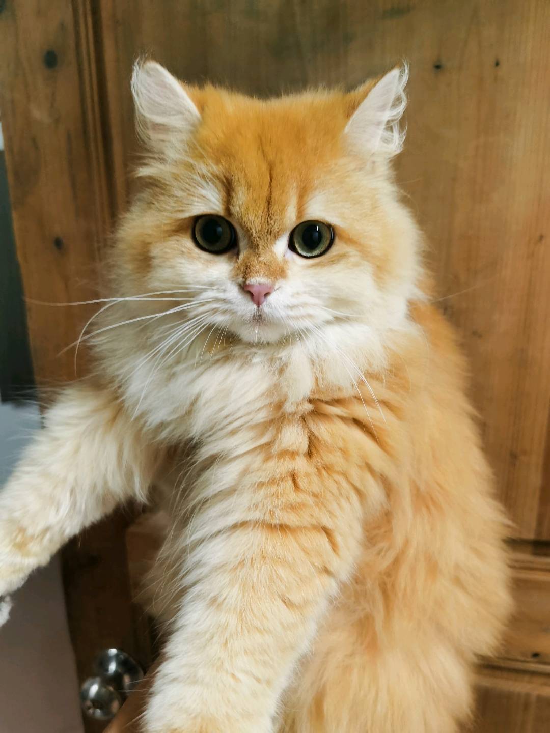 猫猫金渐层