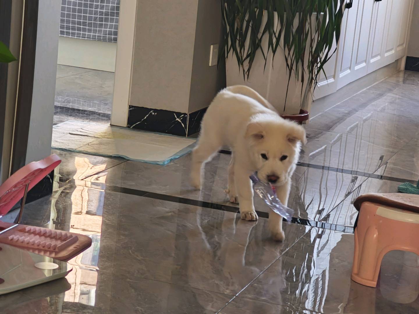 狗狗萌宠档案