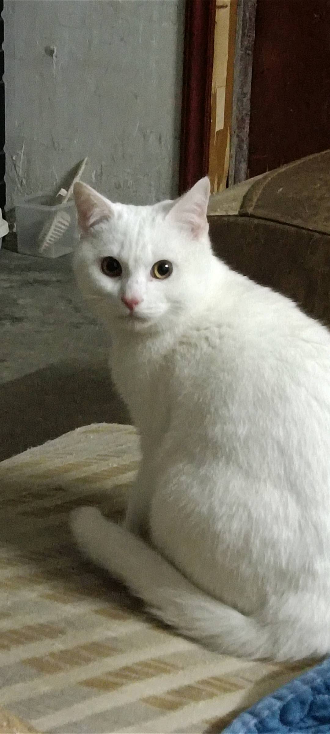 小白