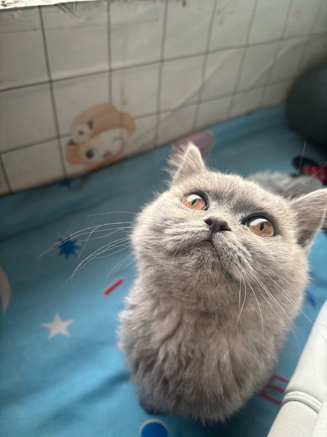 猫猫英国短毛猫