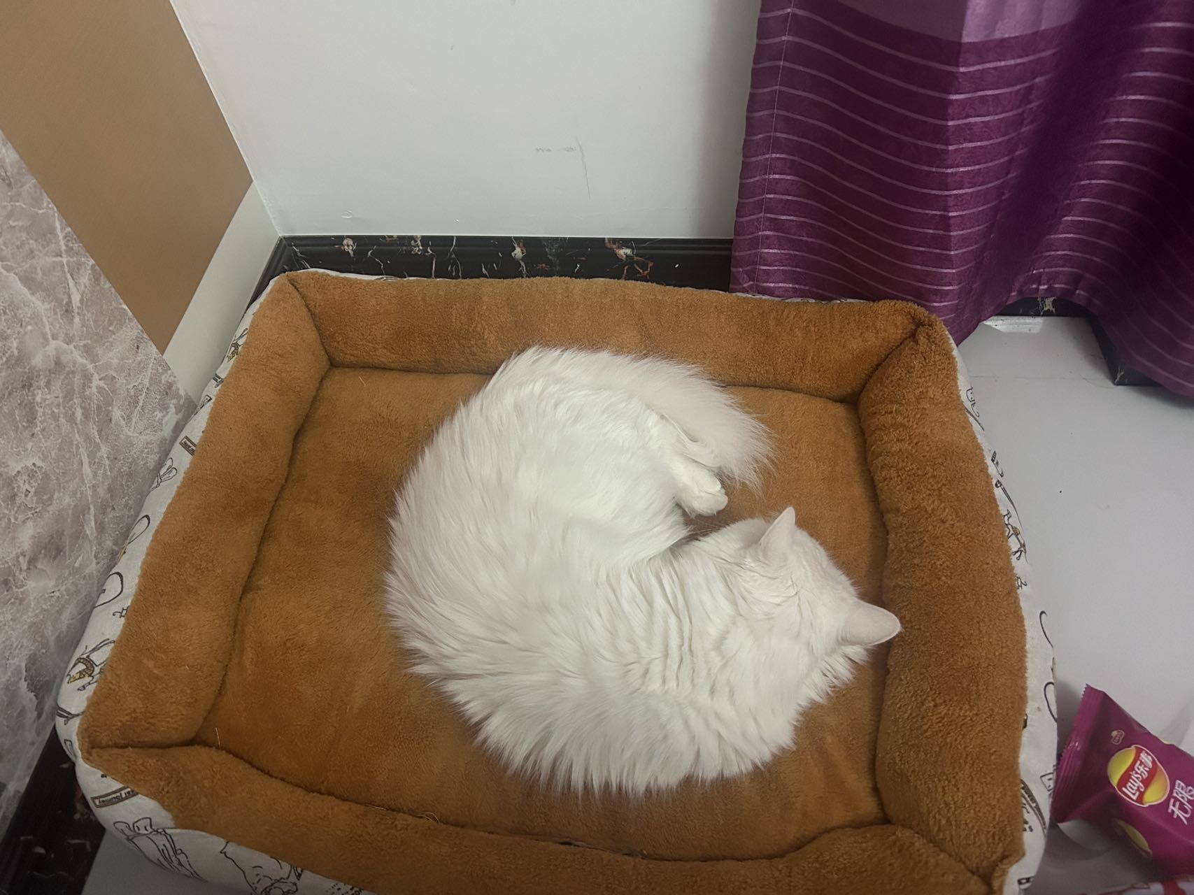 猫猫其它