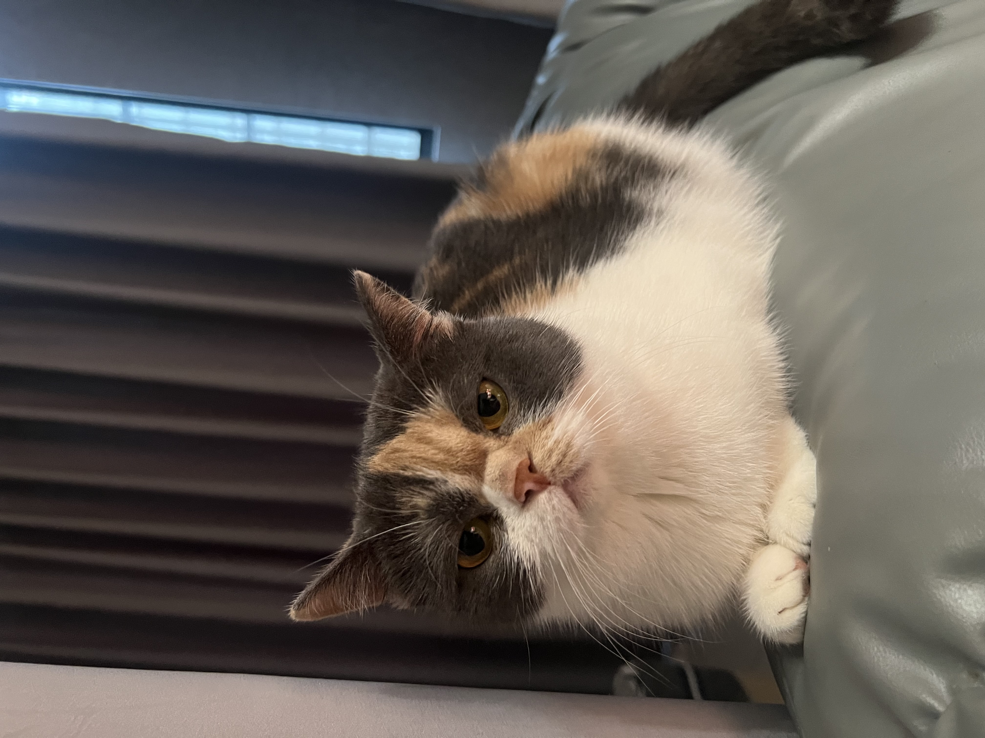 有人要养吗  三花猫 母 温顺黏人