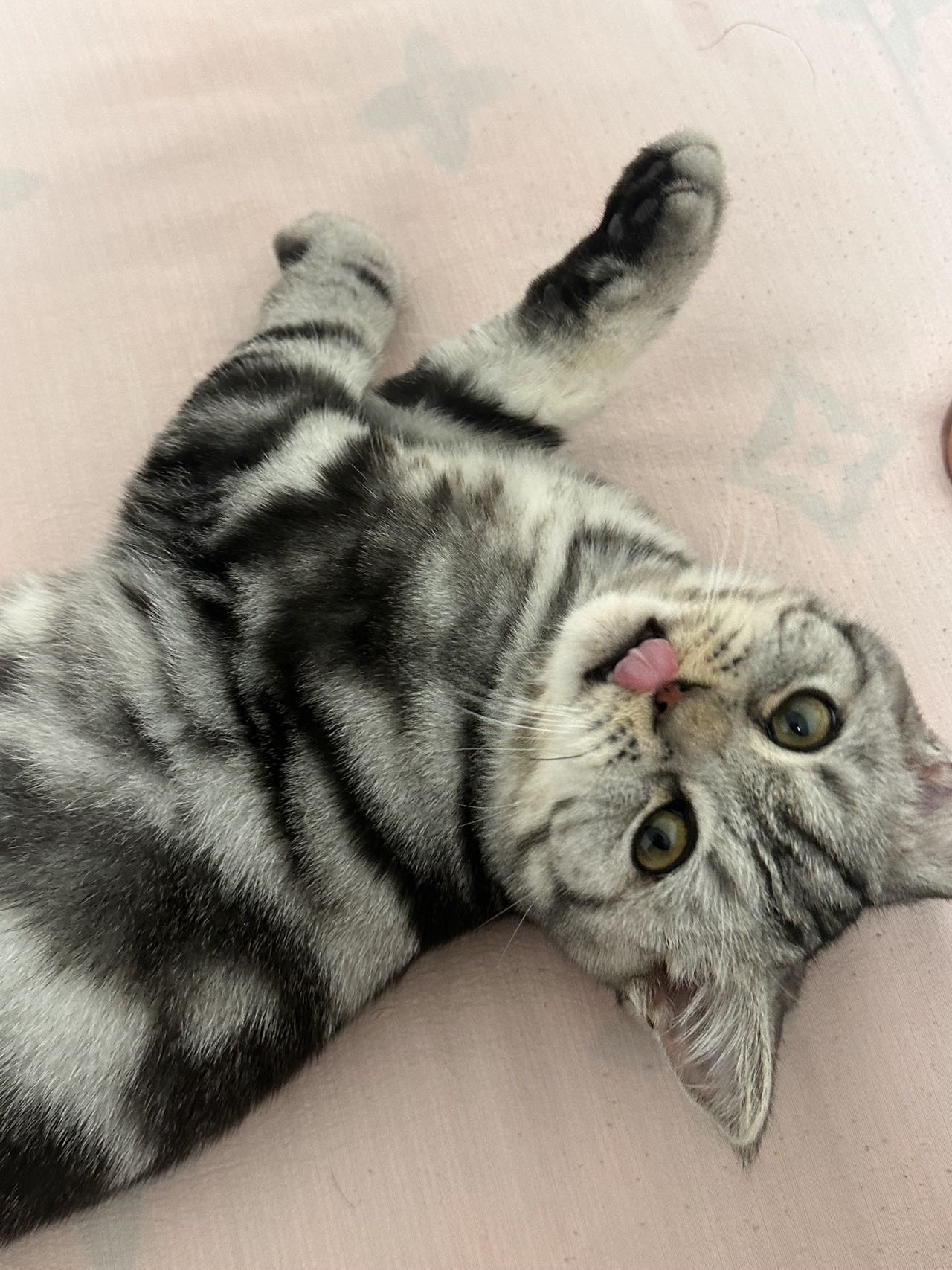 猫猫萌宠档案