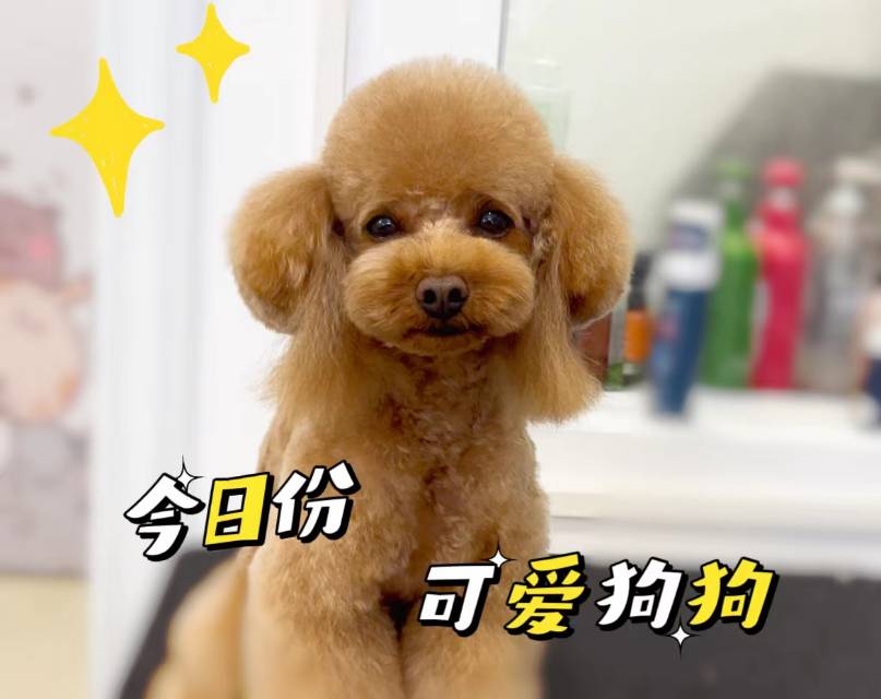 狗狗(3-5kg)