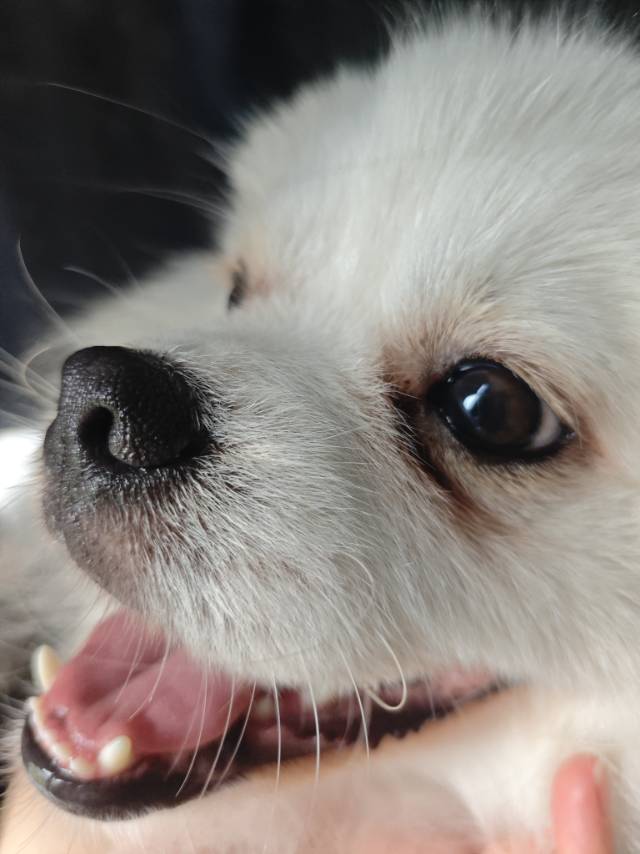 狗狗萌宠档案