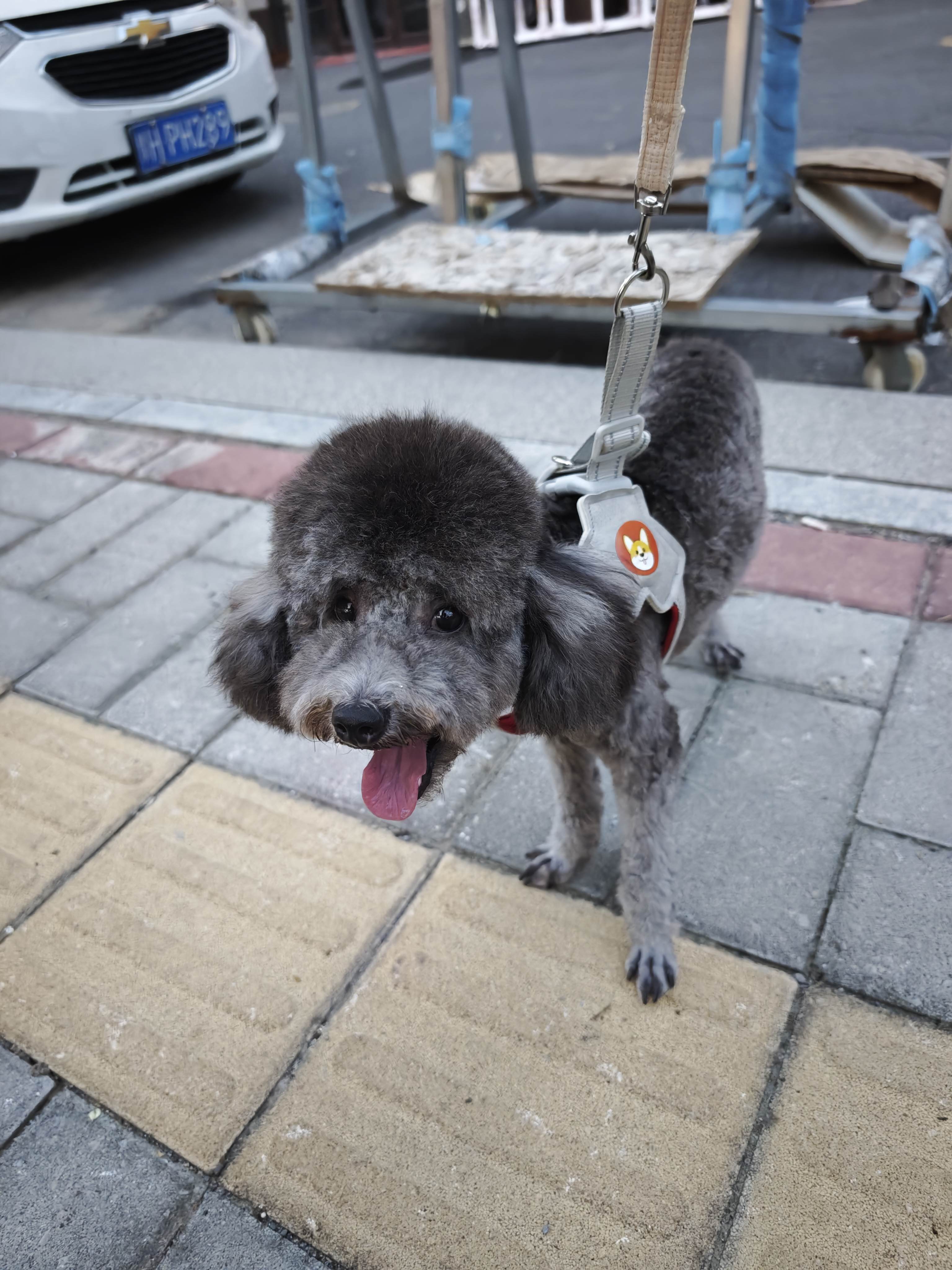 狗狗泰迪犬