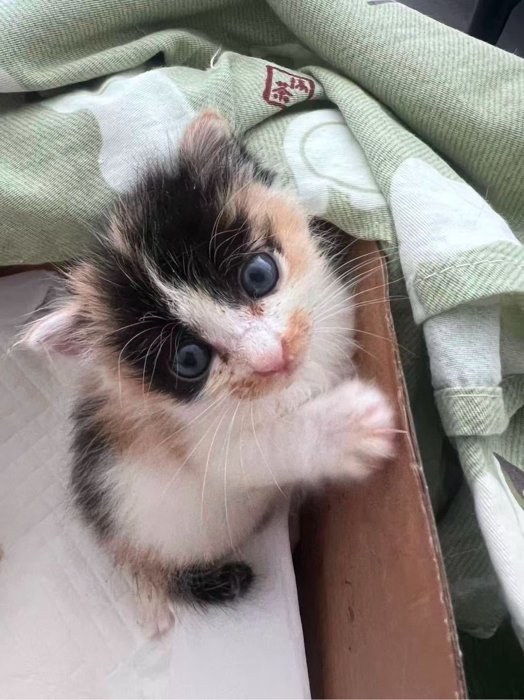 猫猫萌宠档案