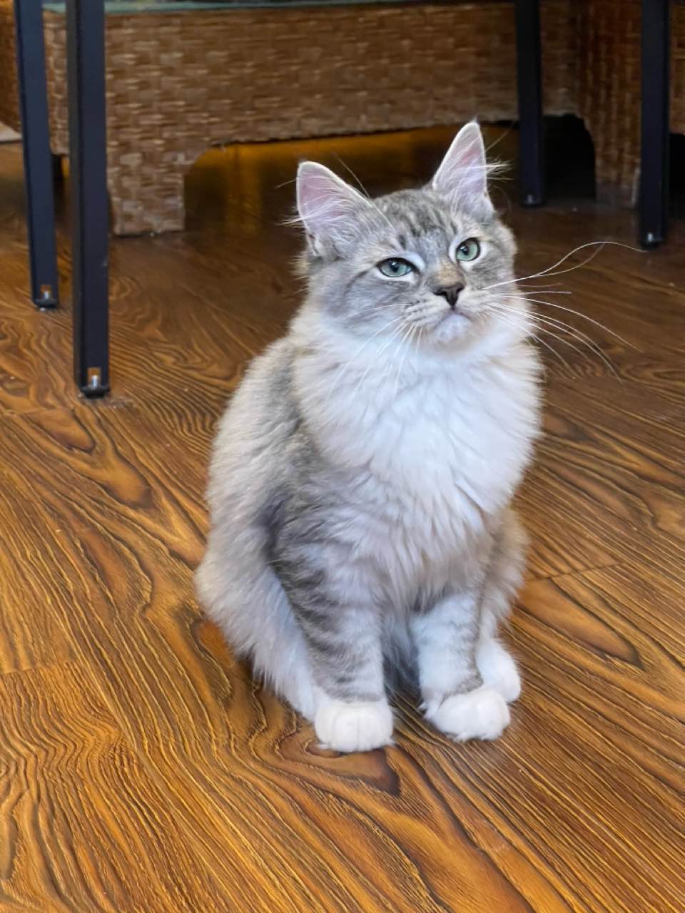 猫猫缅因猫
