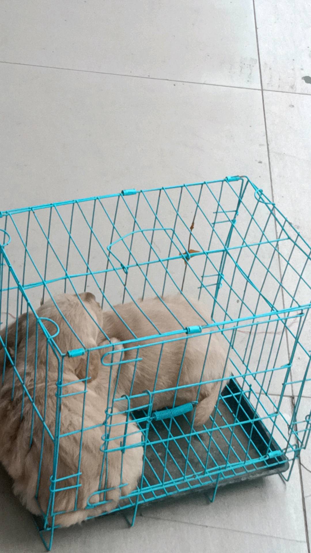 狗狗金毛犬
