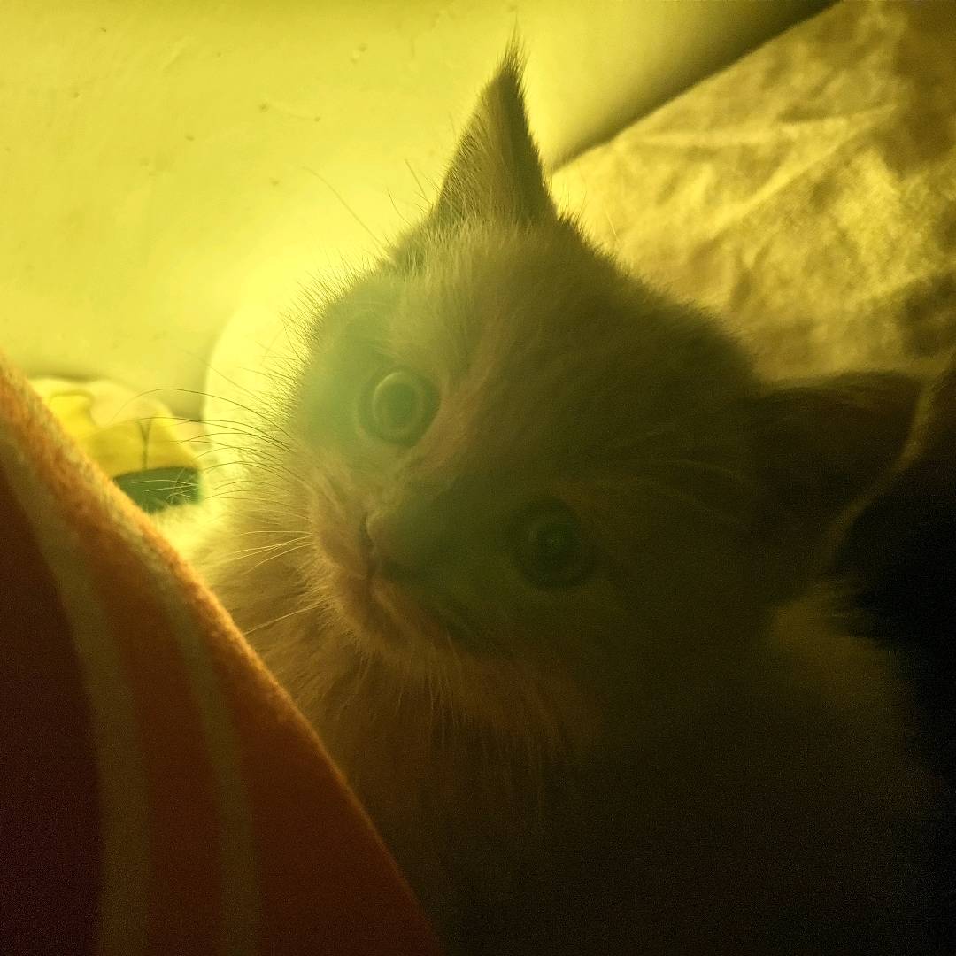 猫猫缅因猫