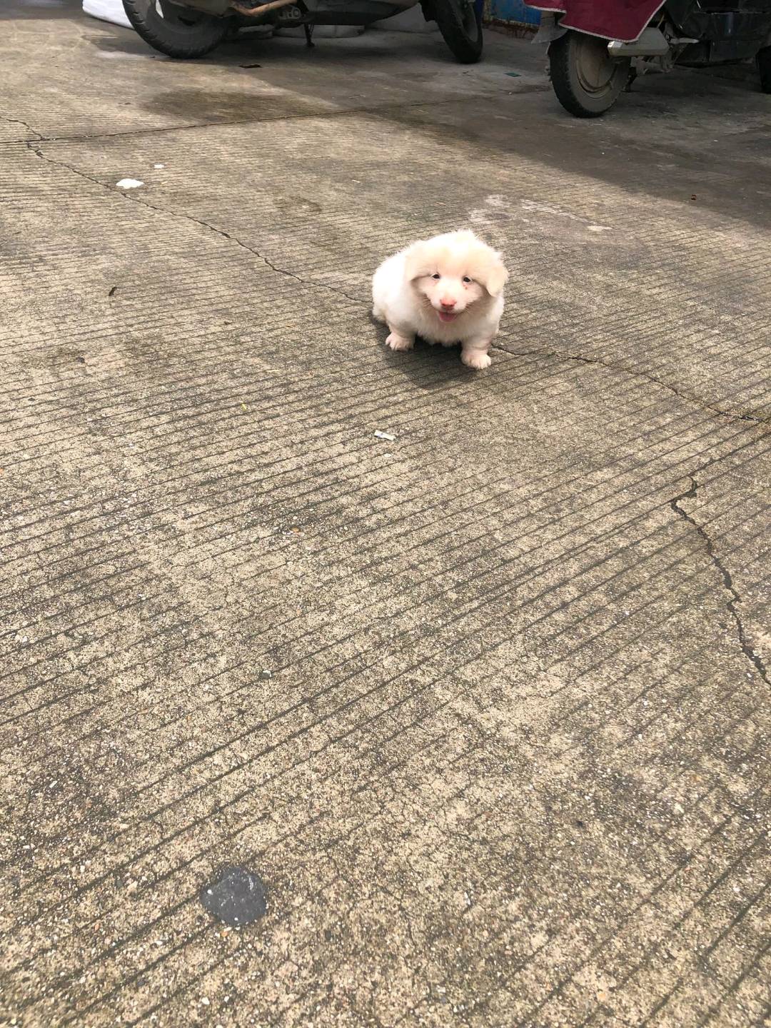 肥肥壮壮的，非常可爱