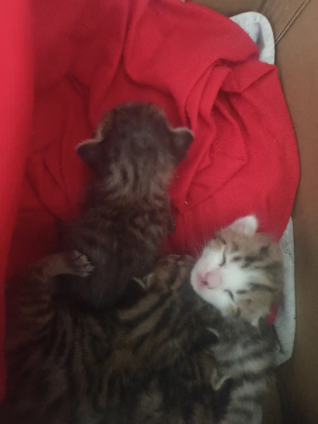 我捡到*周大的四只流浪奶猫， 没猫妈，我完全没有养奶猫的经验，我怕养不活，农村也没什么好的条件。救救他们吧，求求了
#
