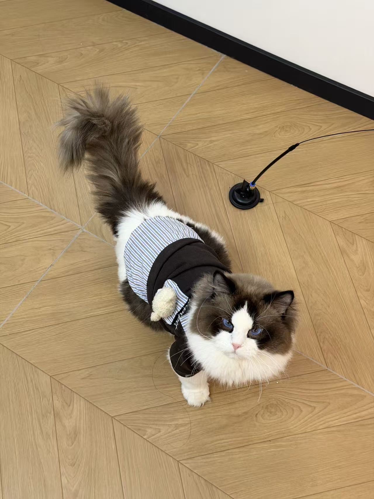 猫猫布偶猫