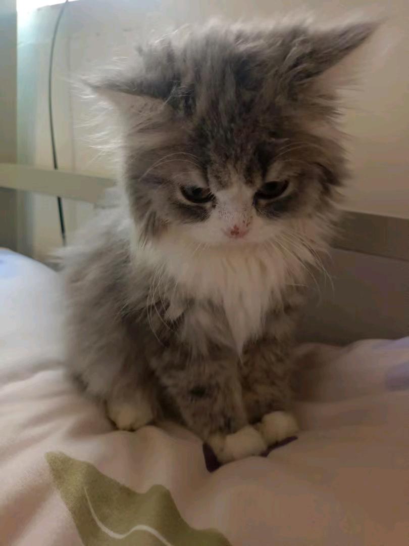 狗狗猴面犬