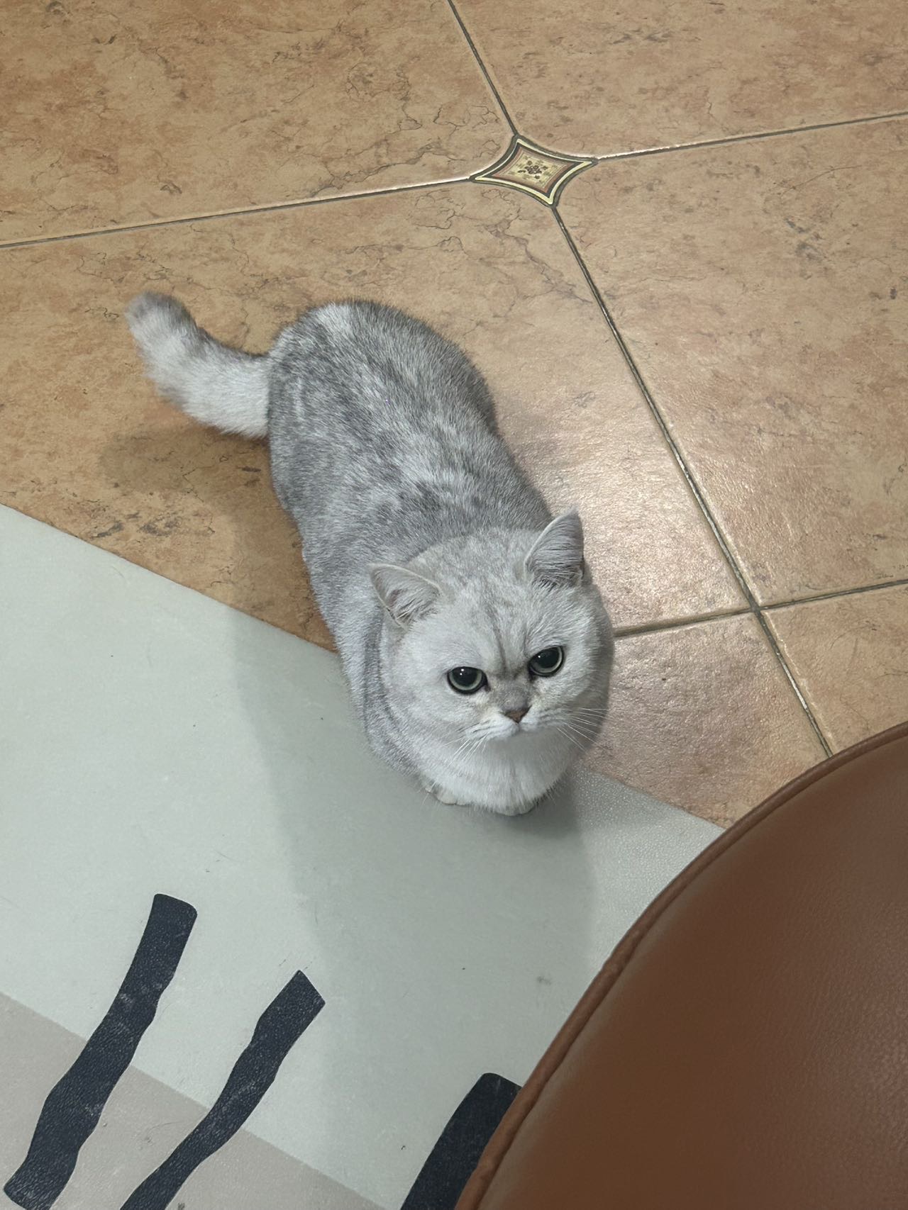猫猫银渐层
