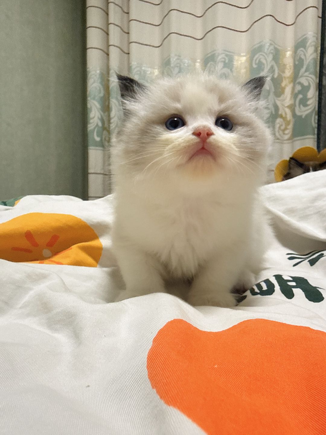 给小猫找个家，自己家猫3月*7日生的，喜欢的私聊