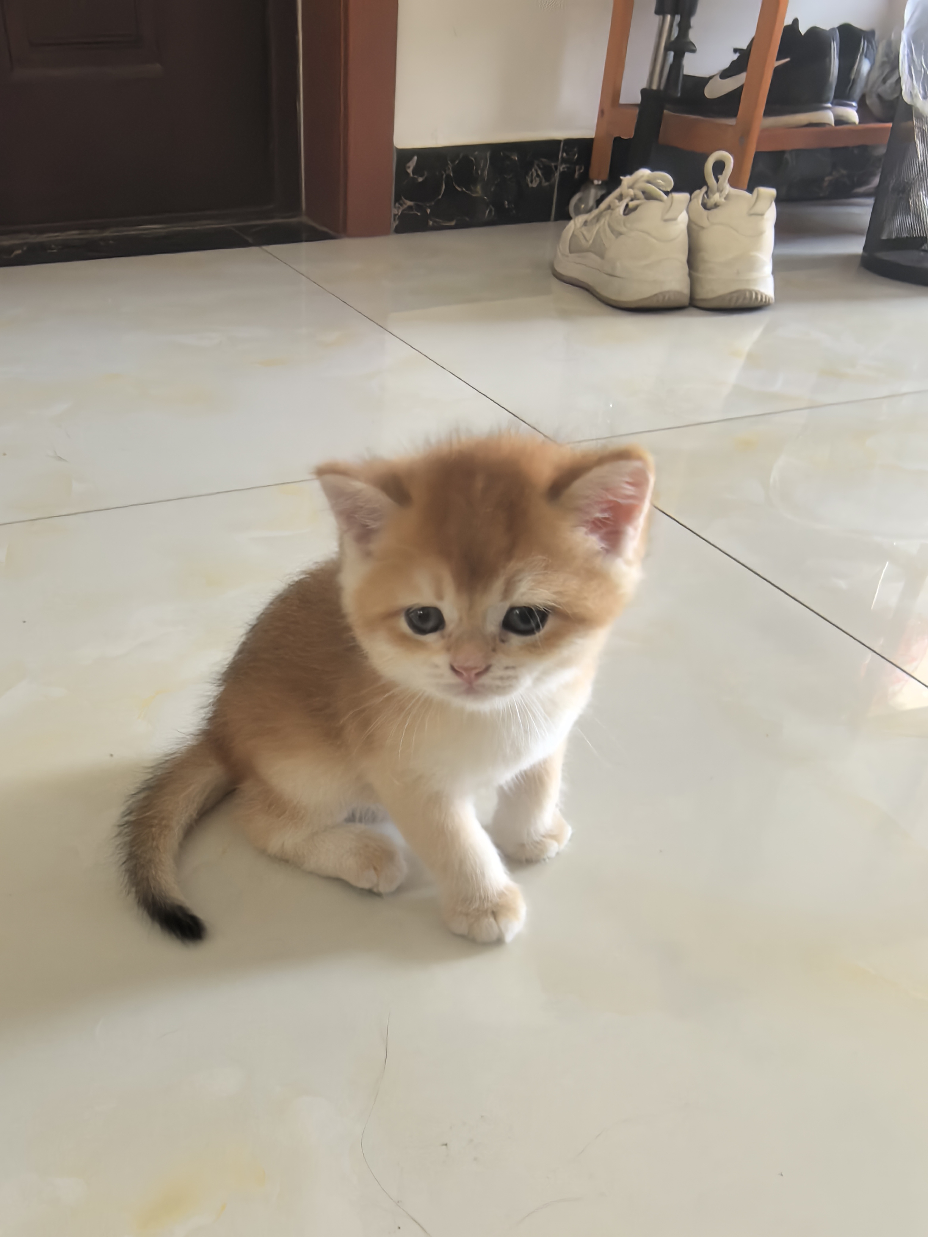 自家繁育的金渐层小猫，38天了。会吃猫粮，会自己上猫砂盆。