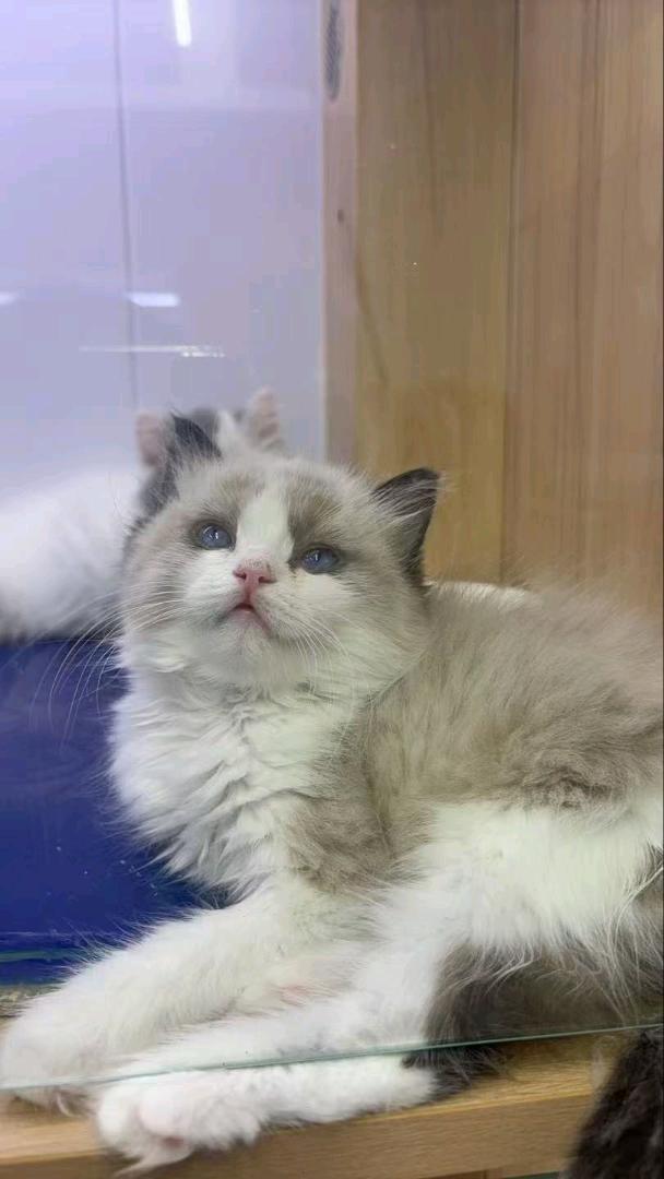 猫猫布偶猫