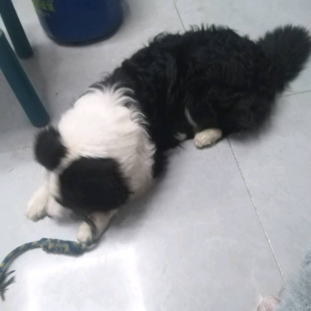 谁帮我溜边牧