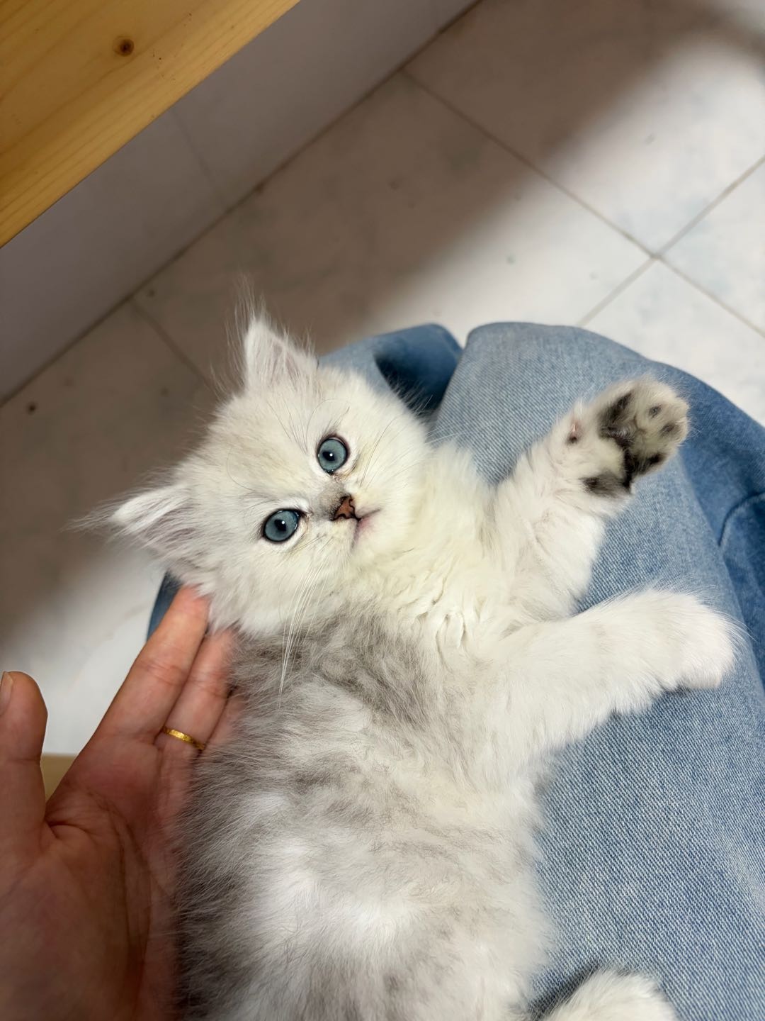 猫猫银渐层