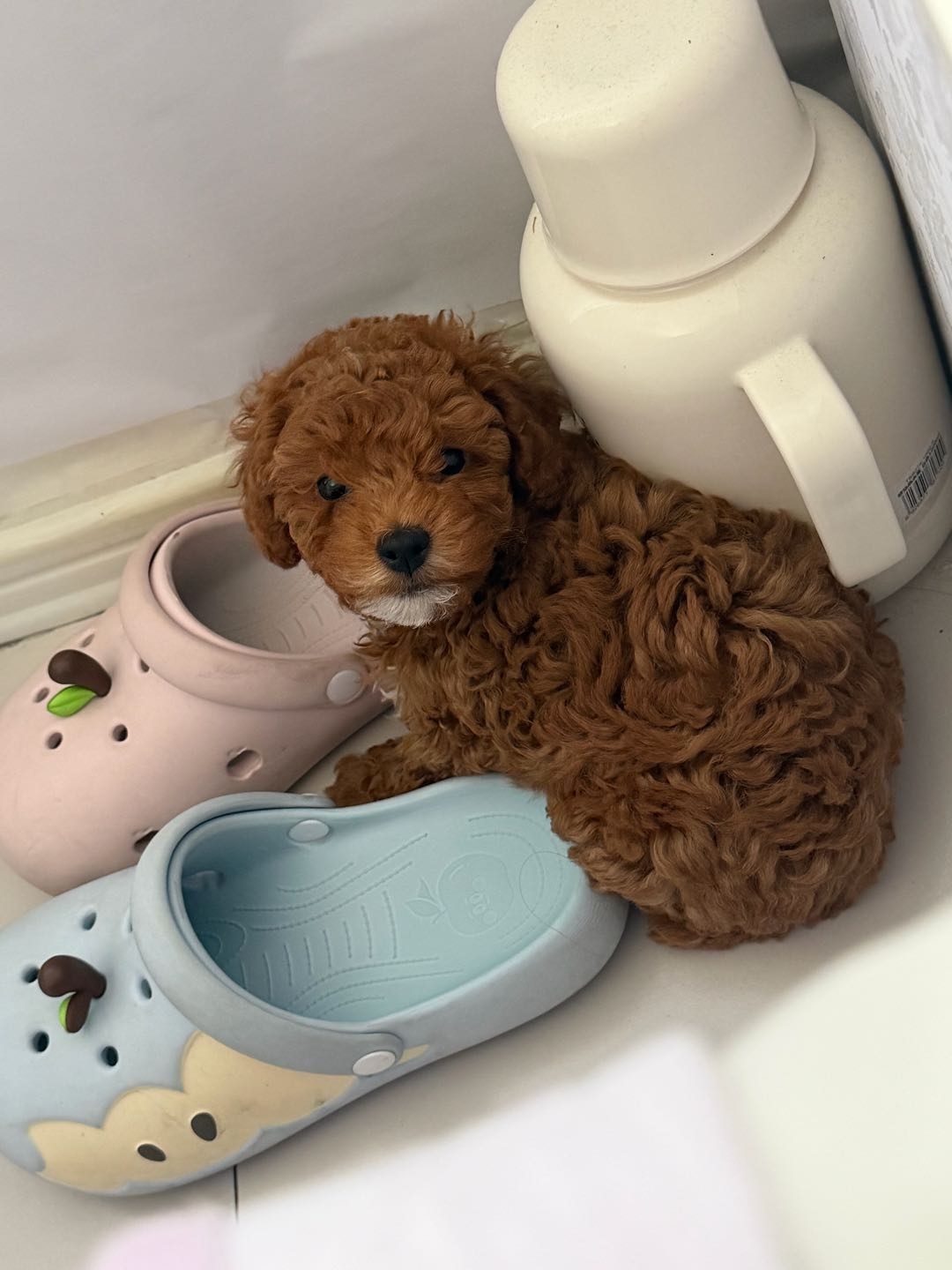 狗狗泰迪犬