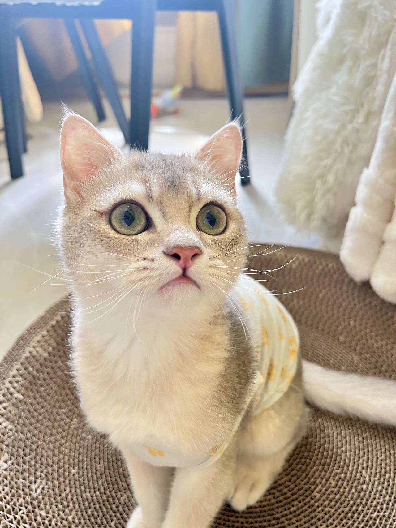 在泉州石狮，本人有小猫，喂养熟练细心，国庆可上门喂猫有需要可联系****759985350