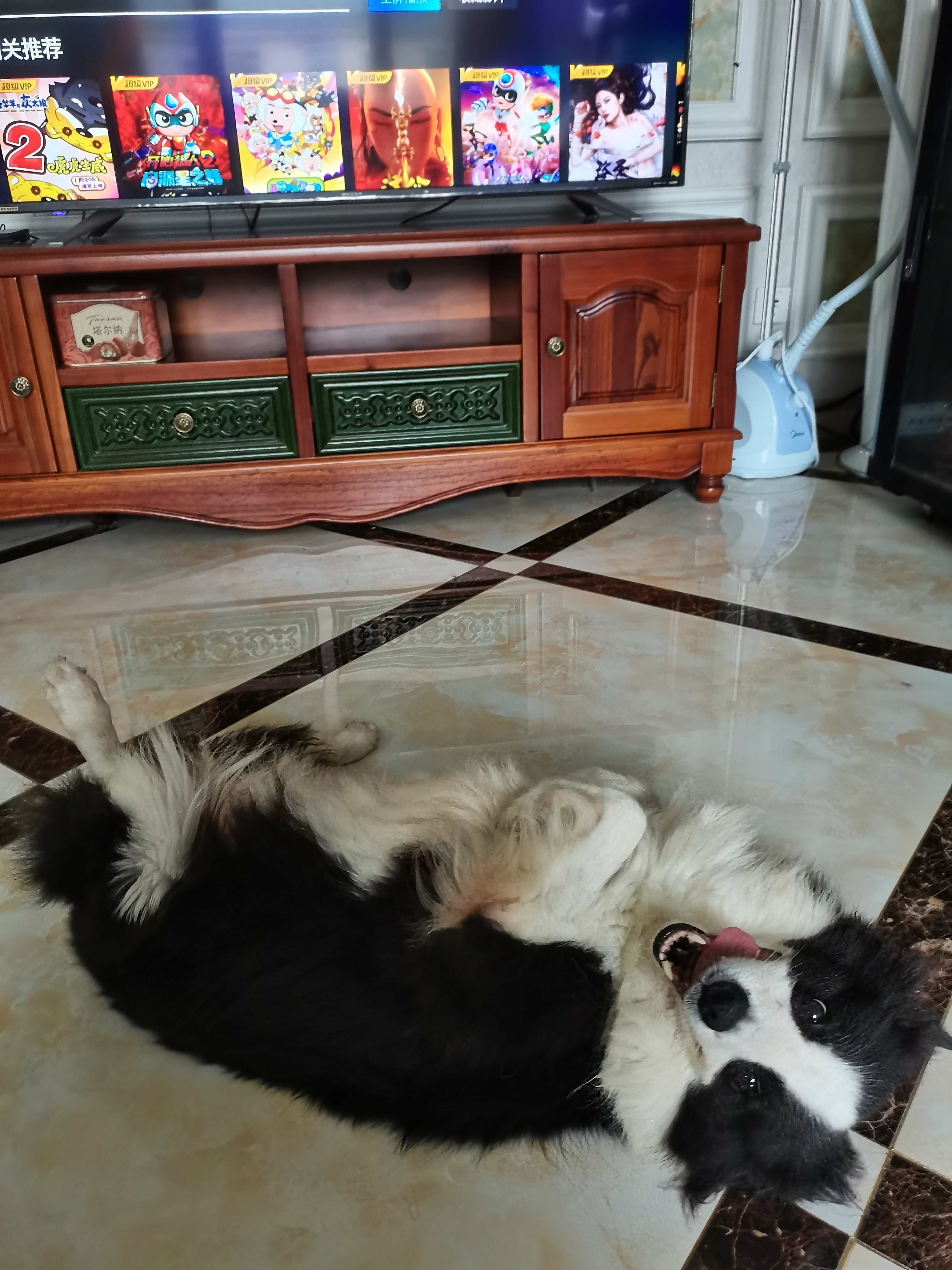 大型犬寄养,狗狗寄养,上海家庭式宠物寄养