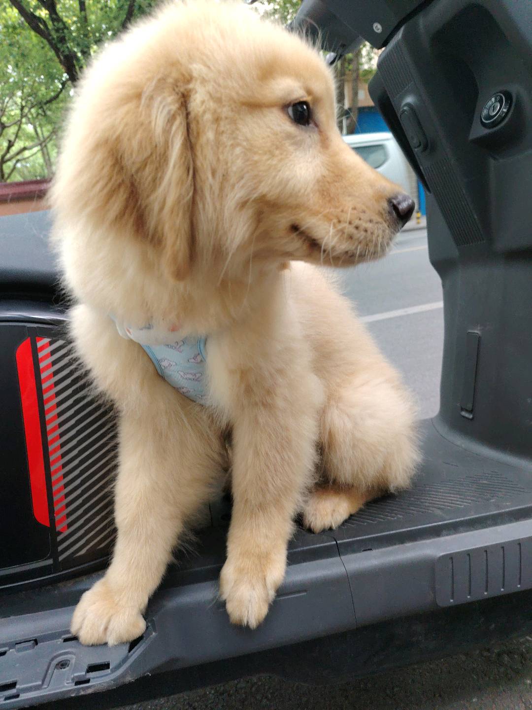 狗狗金毛犬