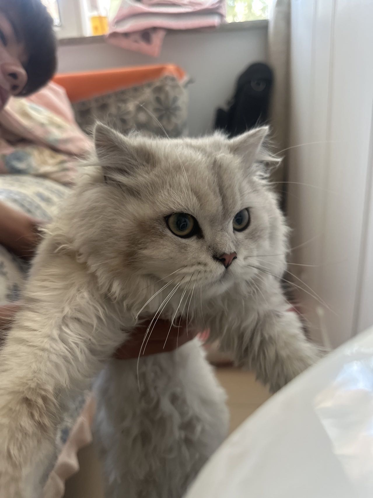 猫猫金吉拉猫