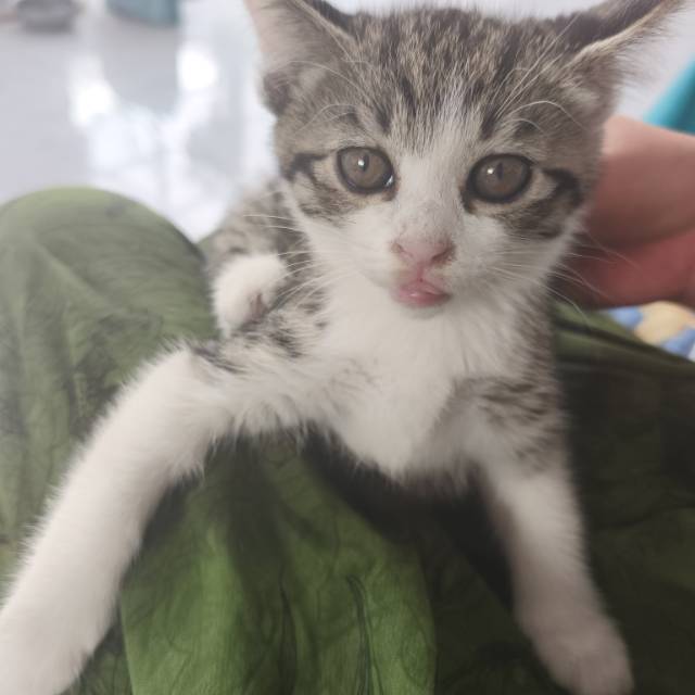 潍坊寿光周边优先，仅自提，自家狸花猫生的6只幼崽，两个多月大，会用猫砂，能吃猫粮，活泼好动，无病无灾，很好养活，社会化训…
