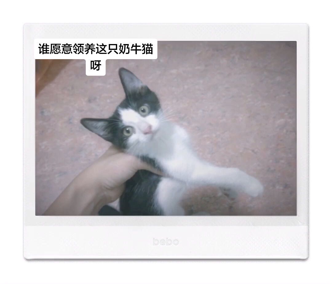 猫猫其它