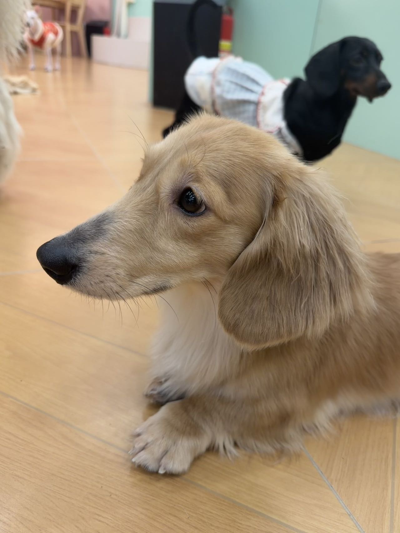 上门遛狗
