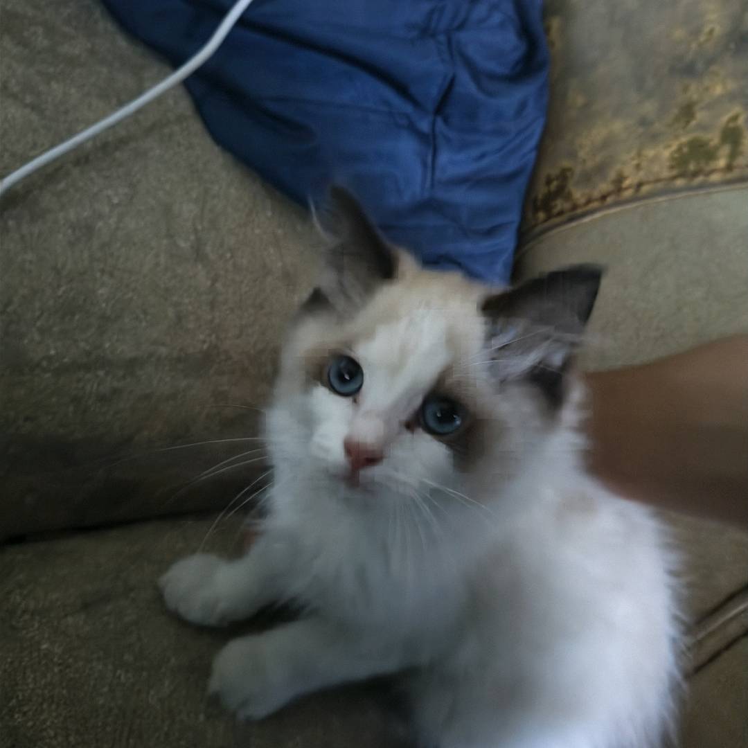 猫猫布偶猫
