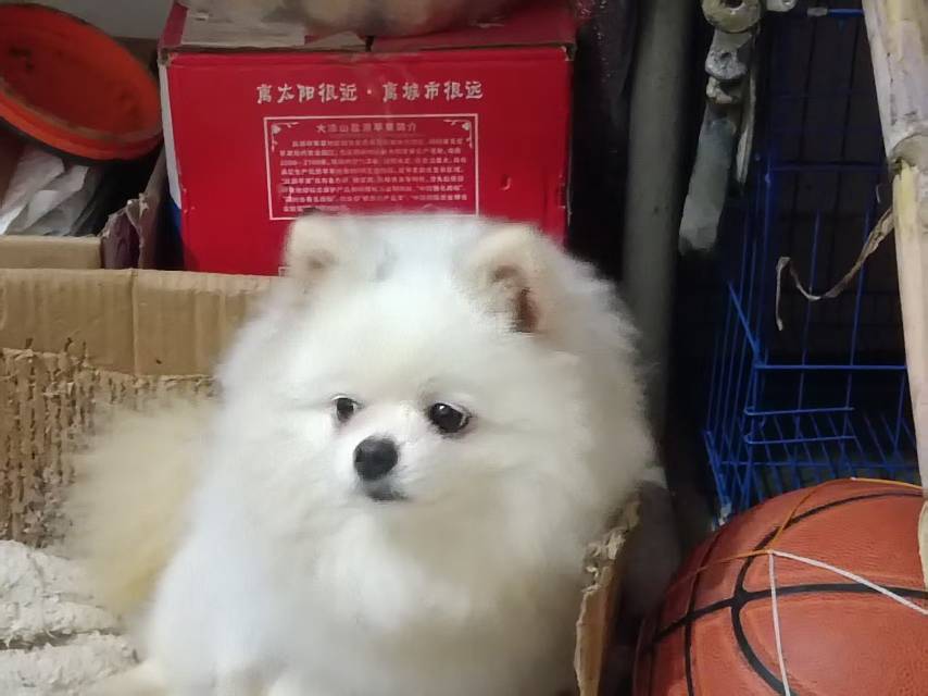 自己家养的。