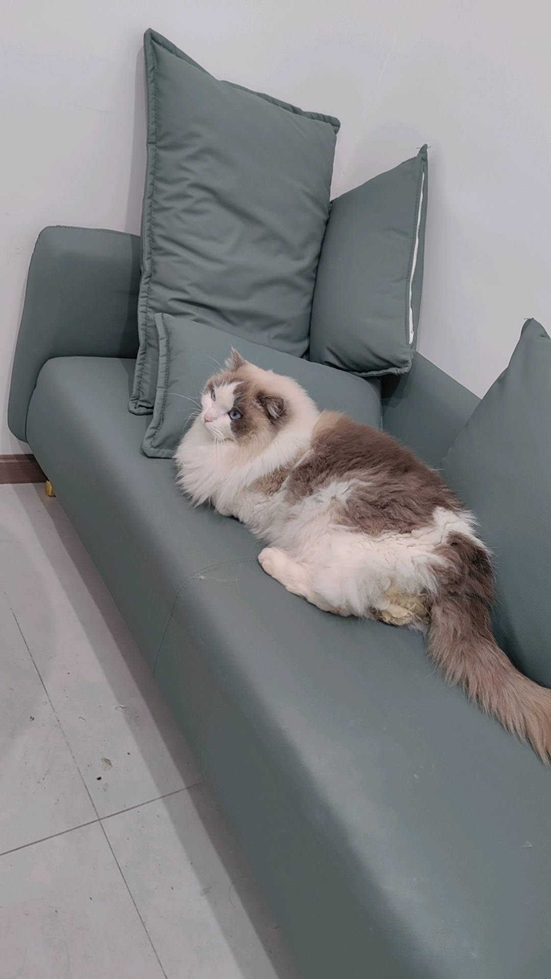 猫猫布偶猫