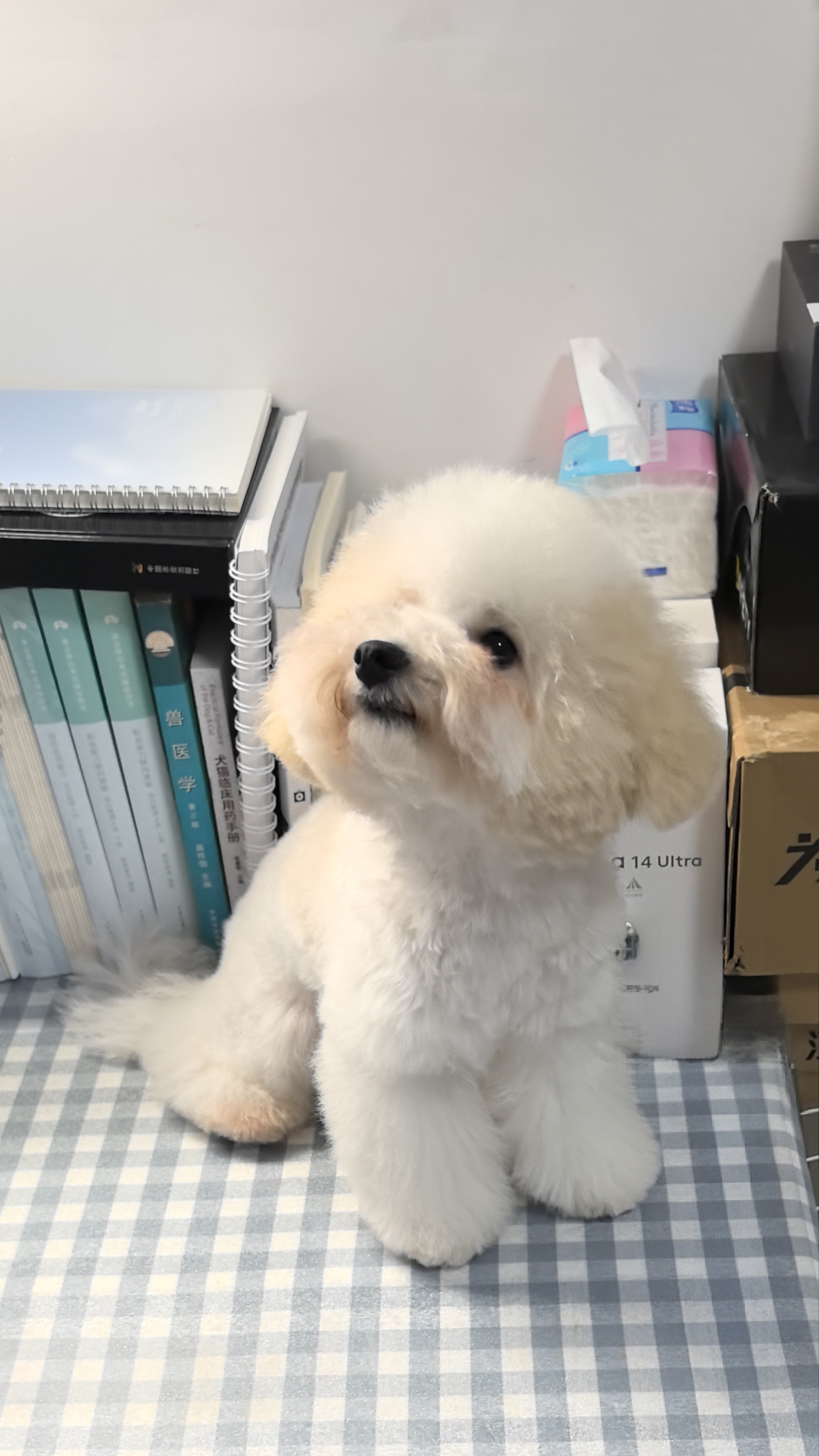 自家比熊生的一只崽，在外上班，精力有限两只照顾不过来，是个纯标体比熊，健康好养，胎毛退一半了，毛量和体态适合做各种造型，…
