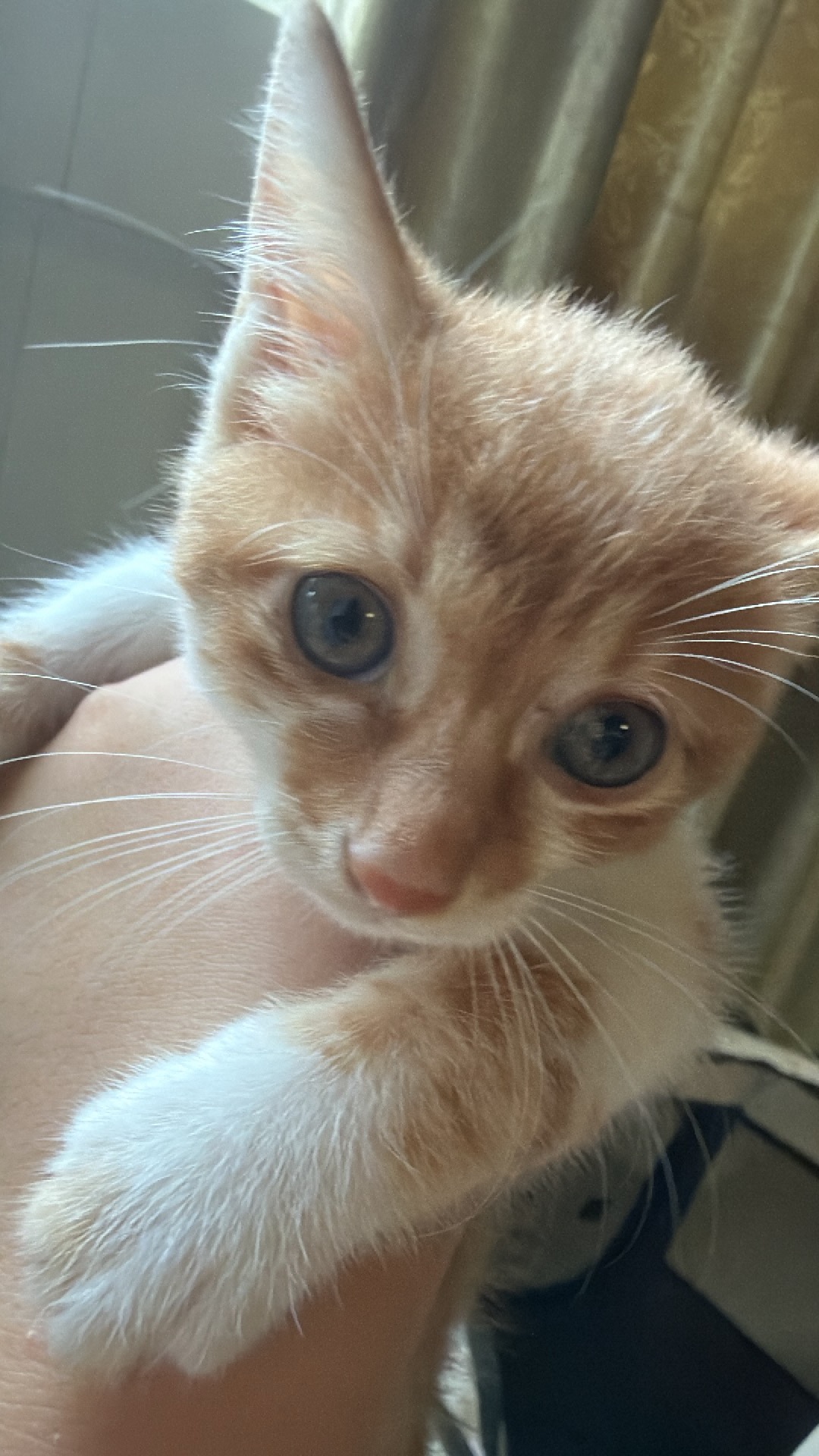 无偿领养小猫一个月黑橘和橘猫