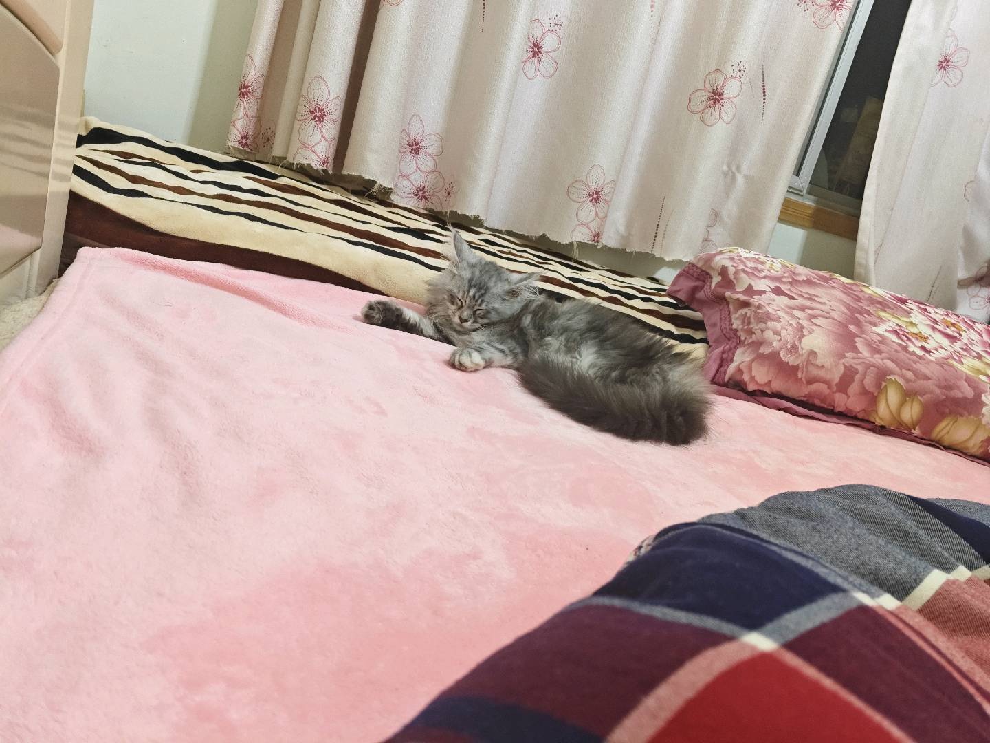 猫猫缅因猫