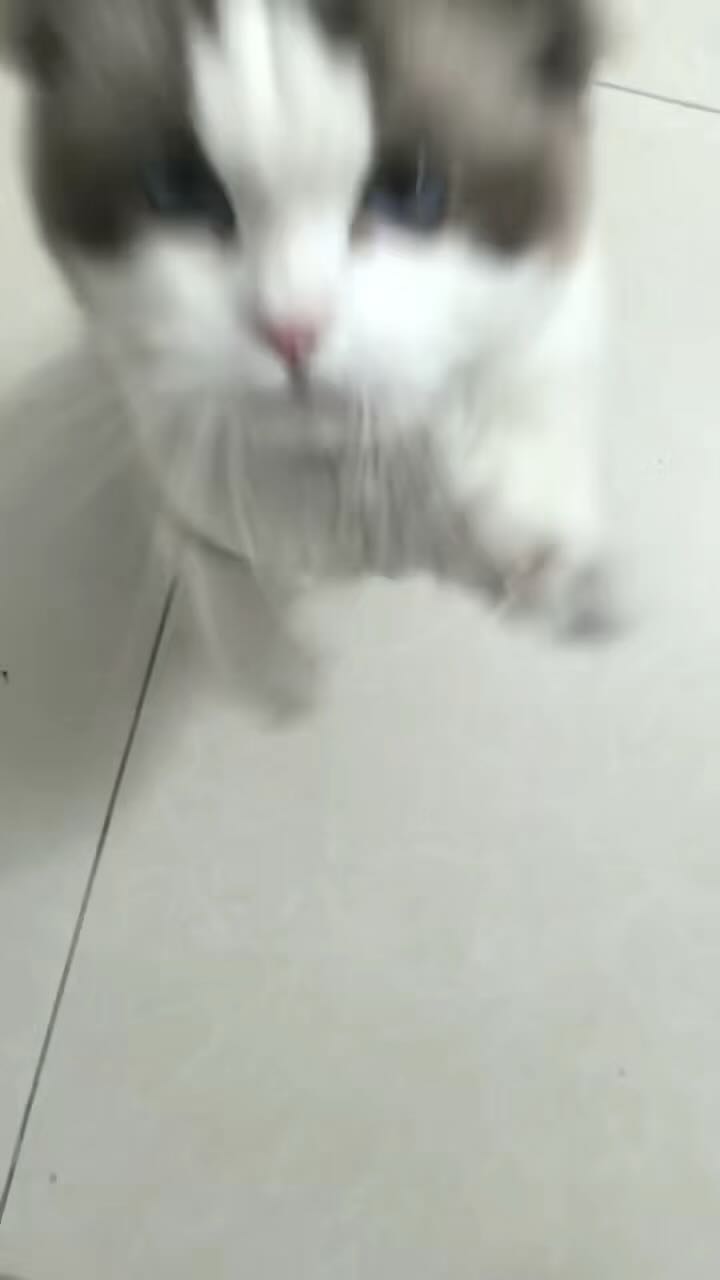 萌宠档案