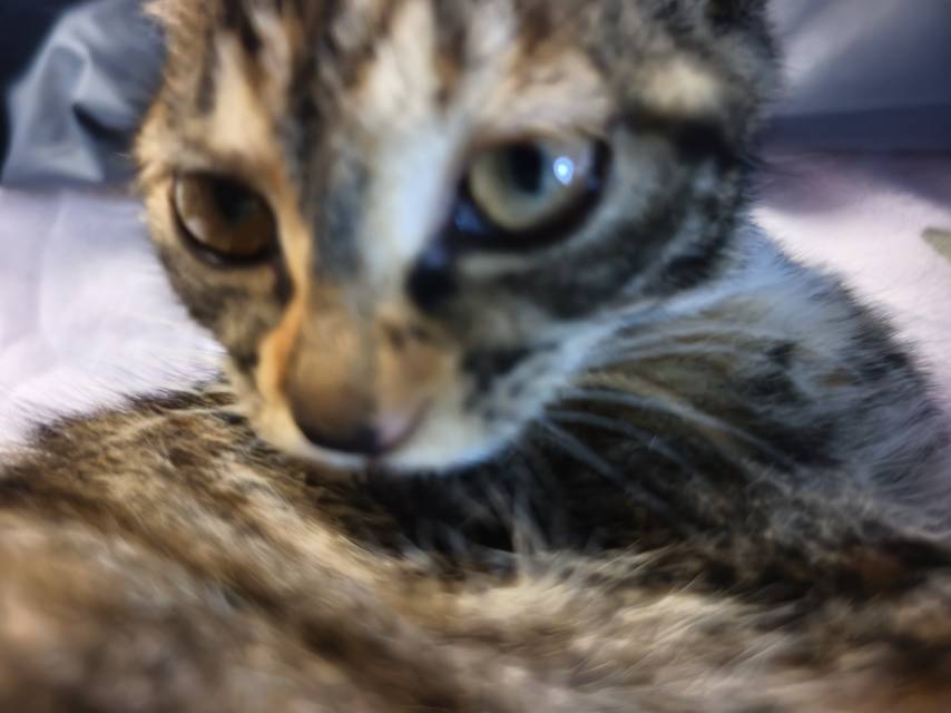 猫猫萌宠档案