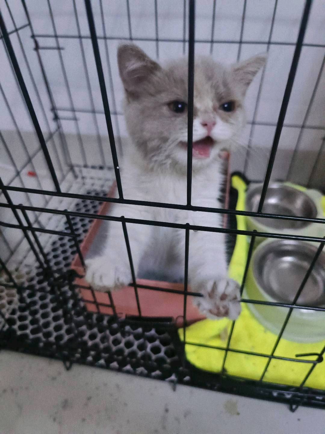 猫猫英国短毛猫