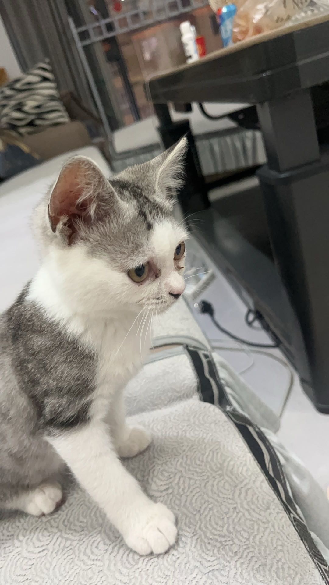 猫猫萌宠档案