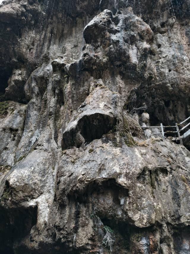 帮忙上门溜狗，喂猫，一次*5-40