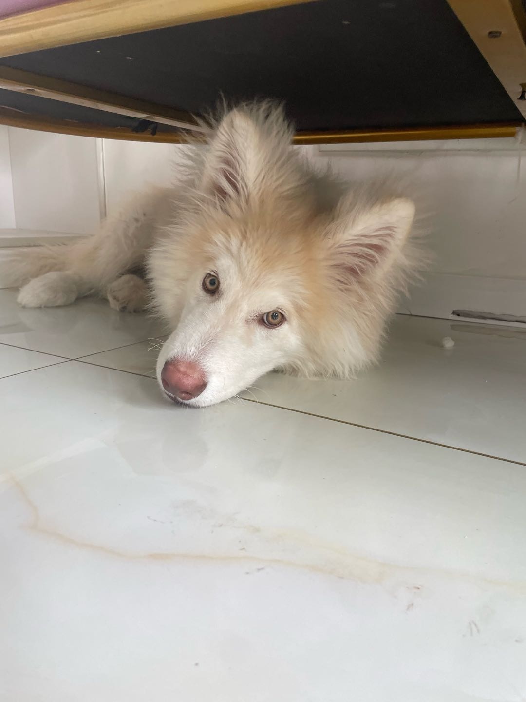 狗狗阿拉斯加雪橇犬
