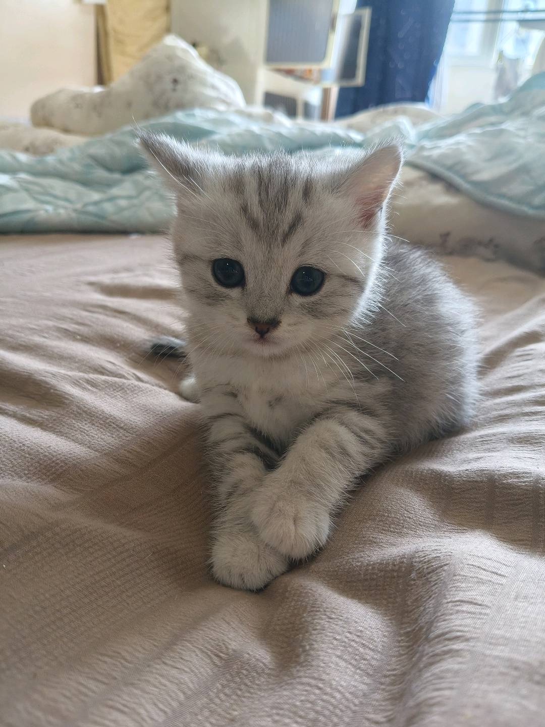 出生一个月的小猫
会吃猫粮会用猫砂
不怕生很可爱