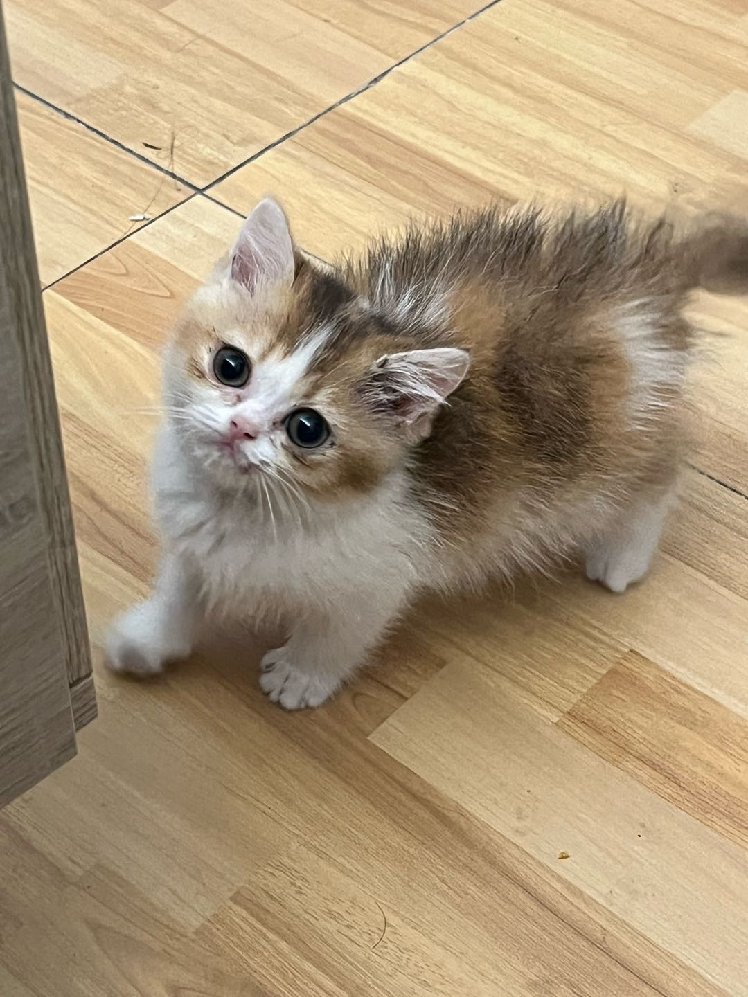 猫猫萌宠档案