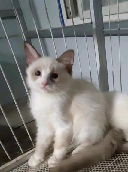 猫猫布偶猫