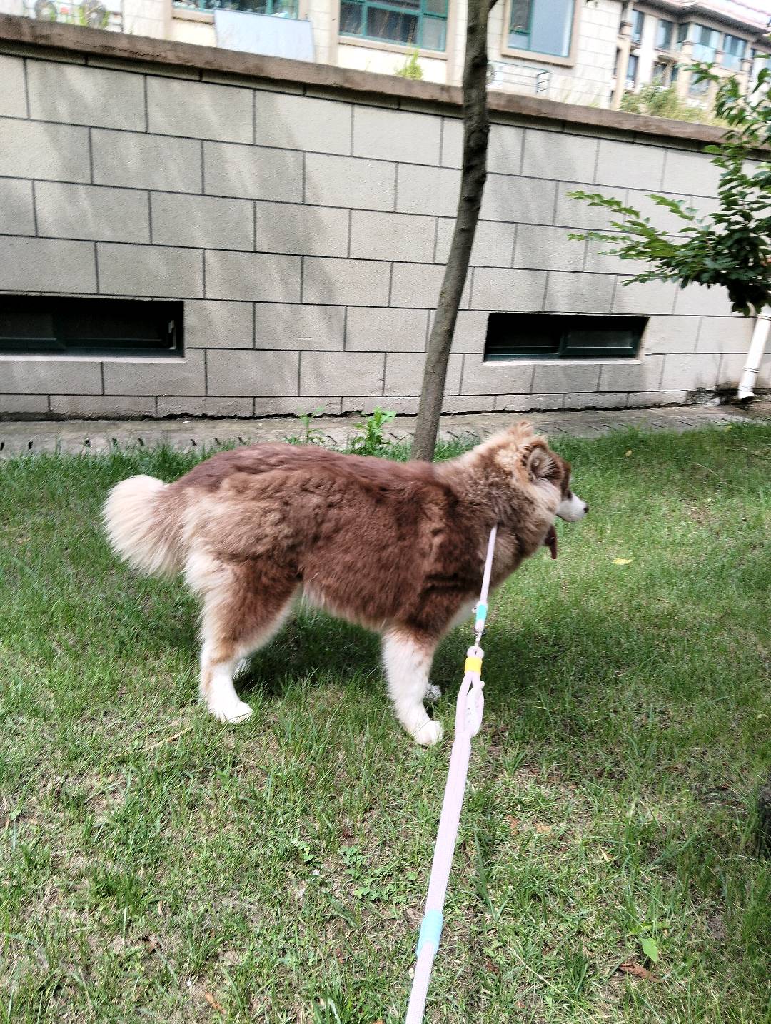 狗狗萌宠档案