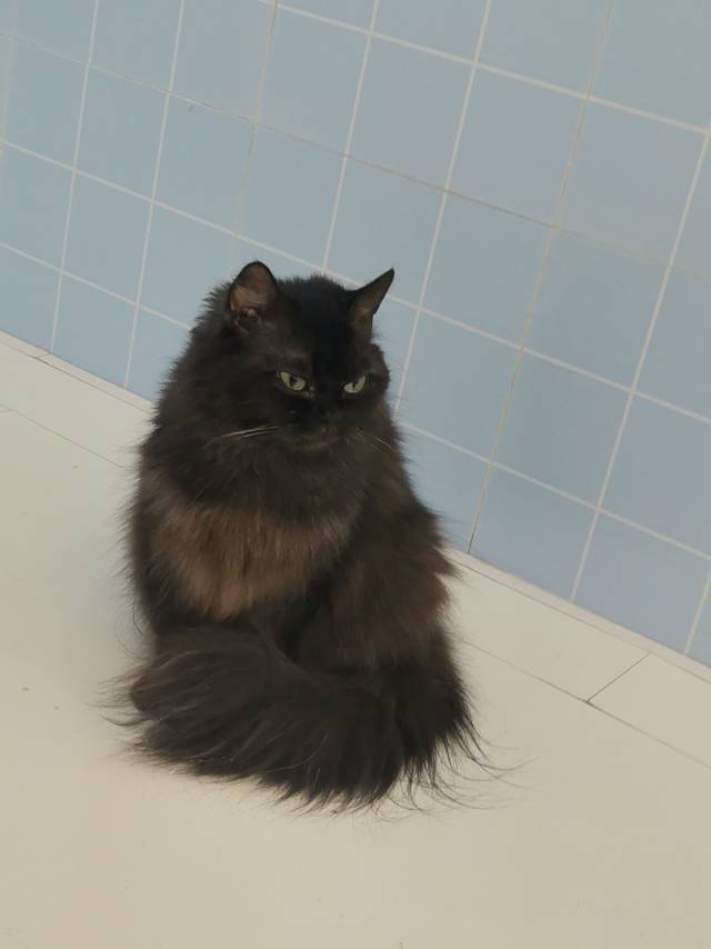 可上门喂猫遛狗！！